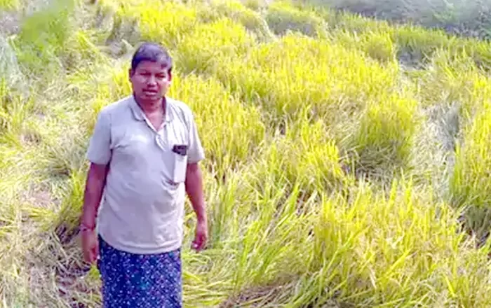 सूरज ढलते ही खेतों में पहुंच रहा हाथियों का दल