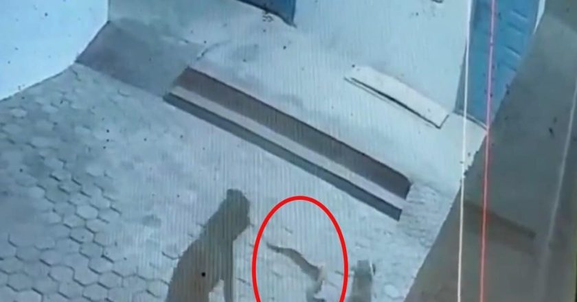छत्तीसगढ़ के घर में घुसे जहरीले किंग कोबरा से भिड़े दो पालतू डॉग, एक ने गंवाई जान; सामने आया VIDEO