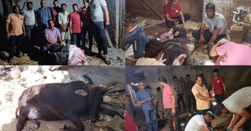 गौमाता की जान बचाने के लिए कामधेनु गौ सेवा संगठन और पशु-चिकित्सकों का सफल ऑपरेशन