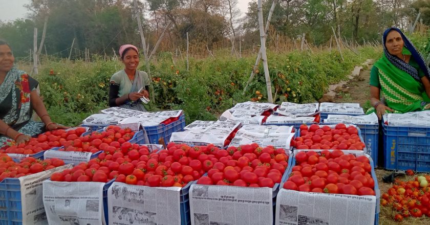 अदाणी फाउंडेशन के सहयोग से सामूहिक खेती से आत्मनिर्भरता की ओर बढ़ीं रायगढ़ जिले की ग्रामीण महिलाएं