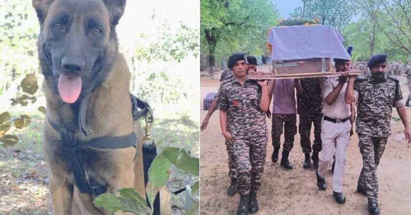 नक्सल विरोधी अभियानों में जवानों को IED से बचाने वाली डॉगी की मौत, मधुमक्खियों की वजह से गई जान