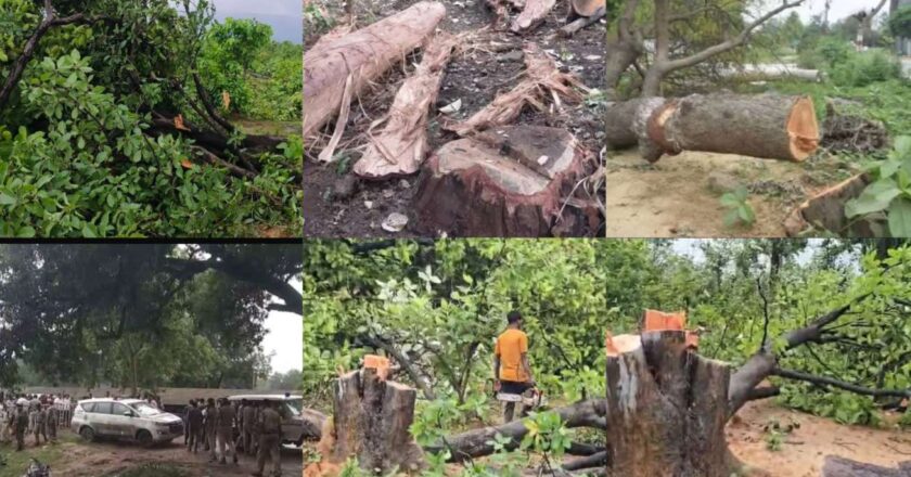 महाजेंको ने मुड़ागांव का जंगल उजाडऩा किया शुरू, विधायक विद्यावती और पूर्व मंत्री सत्यानंद गिरफ्तार