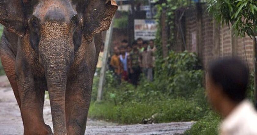 छत्तीसगढ़ में हाथियों का आतंक, 3 लोगों को मार डाला; घर भी ढहा दिया