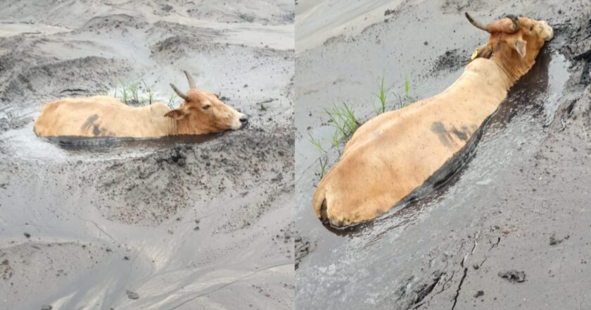 आज गाय फ्लाई ऐश के दलदल में धँसी, कल रायगढ़ डूबेगा, कब रुकेगा अवैध राख डंपिंग का खेल?