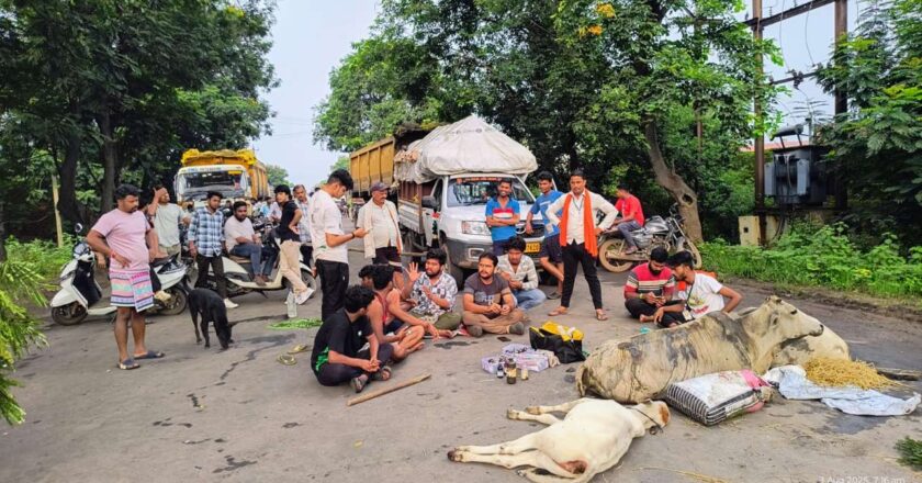 तेज रफ्तार अज्ञात वाहन ने मारी गायों को टक्कर, 2 की मौत – 1 घायल, गौसेवा संगठन ने किया चक्काजाम
