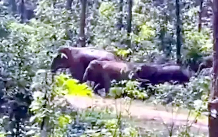 बाइक सवारों को हाथी ने दौड़ाया, जंगल में चलते-चलते बना रहे थे वीडियो