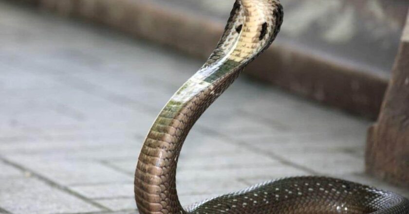 छत्तीसगढ़ में दर्दनाक घटना, भाई-बहन को आधी रात सांप ने काटा, अस्पताल में मौत