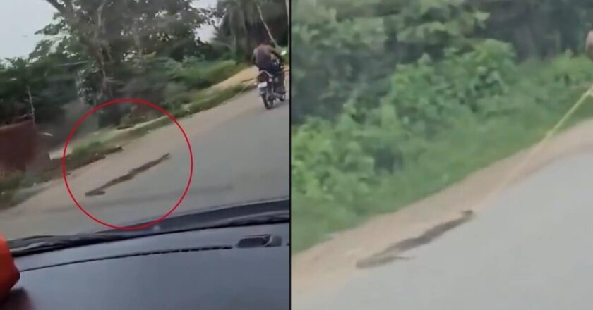 जिंदा अजगर को बाइक से बांधा, फिर कई किलोमीटर तक घसीटता रहा; क्रूरता का VIDEO वायरल