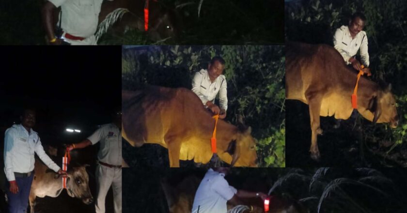 हाईवे पर घुमंतू मवेशियों के गले में यातायात पुलिस ने लगाई रेडियम पट्टी, सड़क हादसों पर अंकुश लगाने की विशेष मुहिम