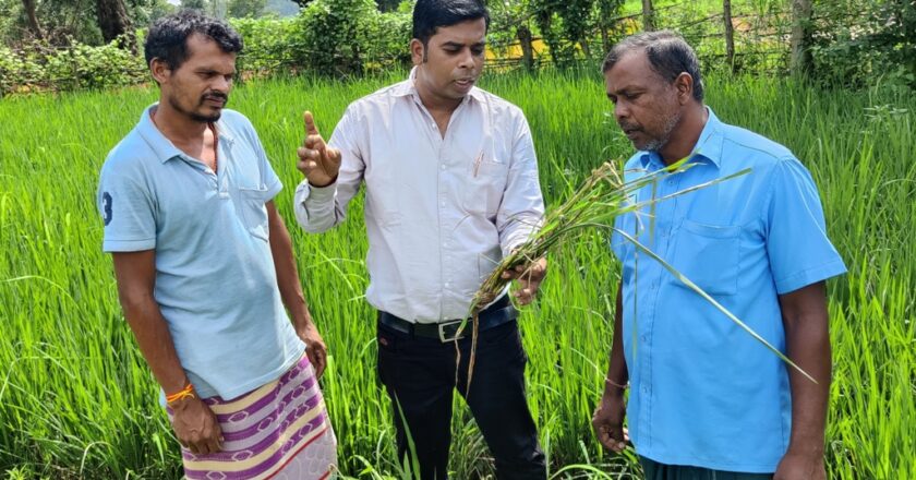 कृषि विज्ञान केन्द्र ने धान की फसल पर शीथ ब्लाइट रोग से किसानों को सतर्क रहने की दी सलाह
