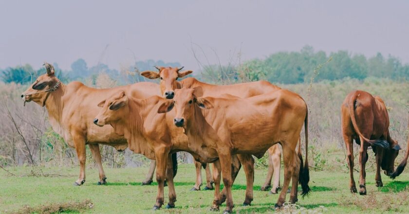 BJP सरकार आने के बाद 2500 गायों की मौत, 5 लाख गोवंश गायब; छत्तीसगढ़ कांग्रेस का तस्करी का आरोप