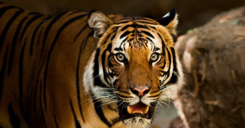 बाघों को लेकर इस राज्य से आई गुड न्यूज, तीन साल में बढ़कर इतनी हो गई कुल संख्या