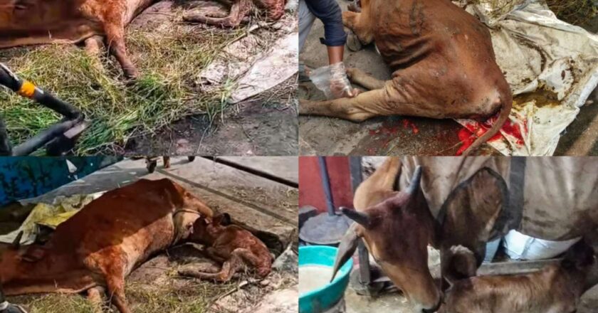 खरसिया में मानवता की मिसाल : घायल गौमाता और नवजात बछिया को मिली नई ज़िंदगी, गौसेवकों की सेवा से बची दोनों की जान