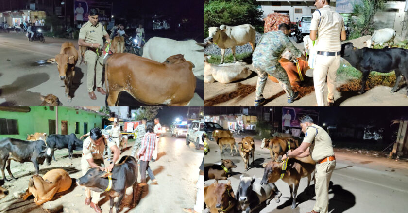 सड़क सुरक्षा में घरघोड़ा पुलिस की सराहनीय पहल, मवेशियों के गले में लगाए गए रेडियम कॉलर टैग