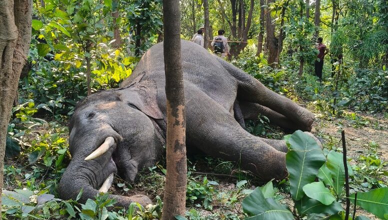 रायगढ़ में हृदयविदारक घटना! करंट की चपेट में आने से 7 वर्षीय जंगली हाथी की मौत, वन विभाग जांच में जुटा