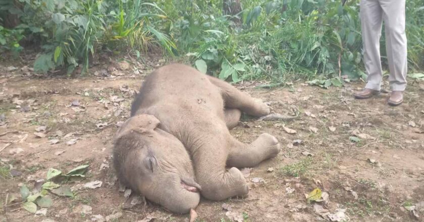 छाल परिक्षेत्र के औरानारा परिसर में मादा जंगली हाथी शावक का शव बरामद, पानी में डूबने से हुई मृत्यु की पुष्टि