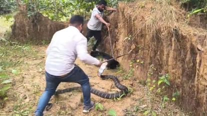 यहां दिखा 20 फीट का किंग कोबरा! वन विभाग और रेस्क्यू टीम ने घंटों की मशक्कत के बाद किया सुरक्षित रेस्क्यू