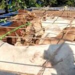 खरसिया थाना क्षेत्र में वन्य जीव तस्करी का बड़ा खुलासा : मवेशियों से भरी पिकअप पकड़ी, एक तस्कर गिरफ्तार