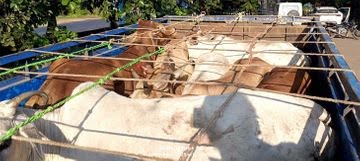 खरसिया थाना क्षेत्र में वन्य जीव तस्करी का बड़ा खुलासा : मवेशियों से भरी पिकअप पकड़ी, एक तस्कर गिरफ्तार