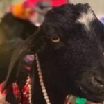 छत्तीसगढ़ में काली पूजा में दी गई बकरे की बलि, पूरे गांव ने खाया मांस; सच पता चलते ही मचा हड़कंप