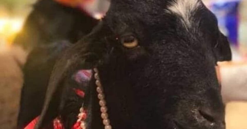 छत्तीसगढ़ में काली पूजा में दी गई बकरे की बलि, पूरे गांव ने खाया मांस; सच पता चलते ही मचा हड़कंप