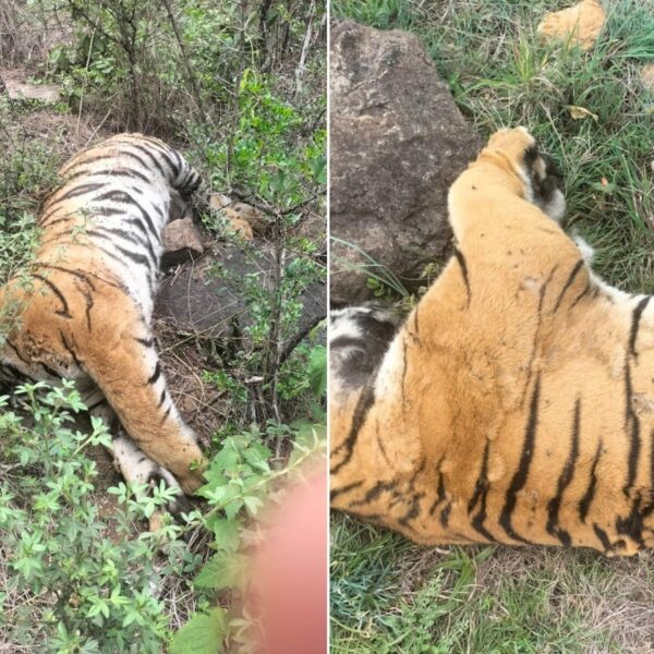 छत्तीसगढ़ में बाघ का शिकार, खोजी कुत्ते ने आरोपियों तक पहुंचाया; इलाके का शक्तिशाली परिवार गिरफ्तार