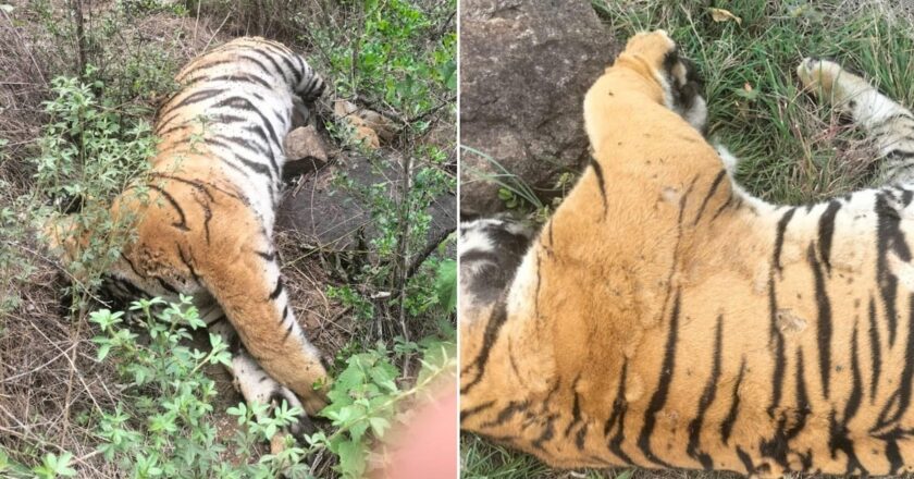 छत्तीसगढ़ में बाघ का शिकार, खोजी कुत्ते ने आरोपियों तक पहुंचाया; इलाके का शक्तिशाली परिवार गिरफ्तार
