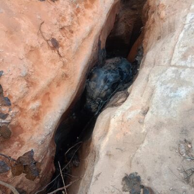 जंगल क्षेत्र में हाथी के बच्चे की हुई मौत