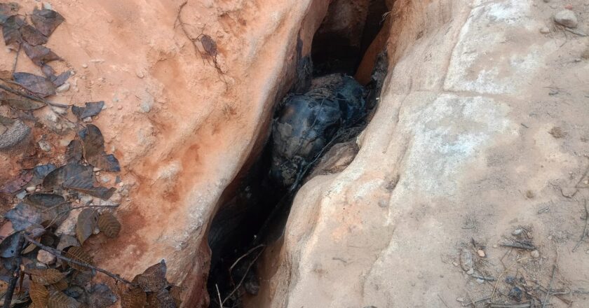 जंगल क्षेत्र में हाथी के बच्चे की हुई मौत