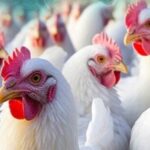 बिलासपुर में बर्ड फ्लू से हजारों मुर्गियों की मौत के बाद रायगढ़ में हाईअलर्ट, बढ़ी सख्ती