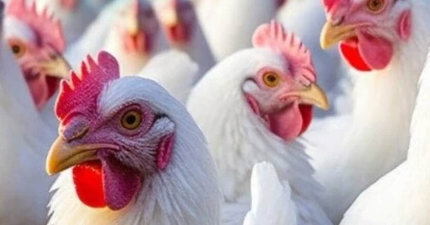 बिलासपुर में बर्ड फ्लू से हजारों मुर्गियों की मौत के बाद रायगढ़ में हाईअलर्ट, बढ़ी सख्ती