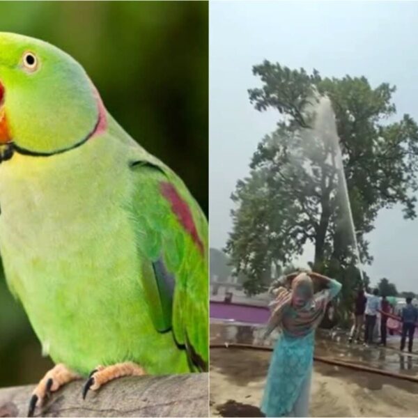भीषण जलसंकट के बीच छत्तीसगढ़ में एक तोते के लिए बहा दिया पूरा टैंकर, वजह जानकर आ जाएगा गुस्सा