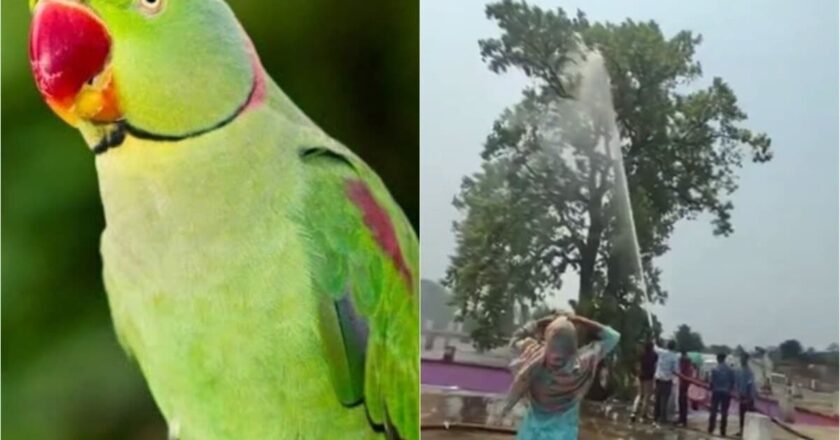 भीषण जलसंकट के बीच छत्तीसगढ़ में एक तोते के लिए बहा दिया पूरा टैंकर, वजह जानकर आ जाएगा गुस्सा