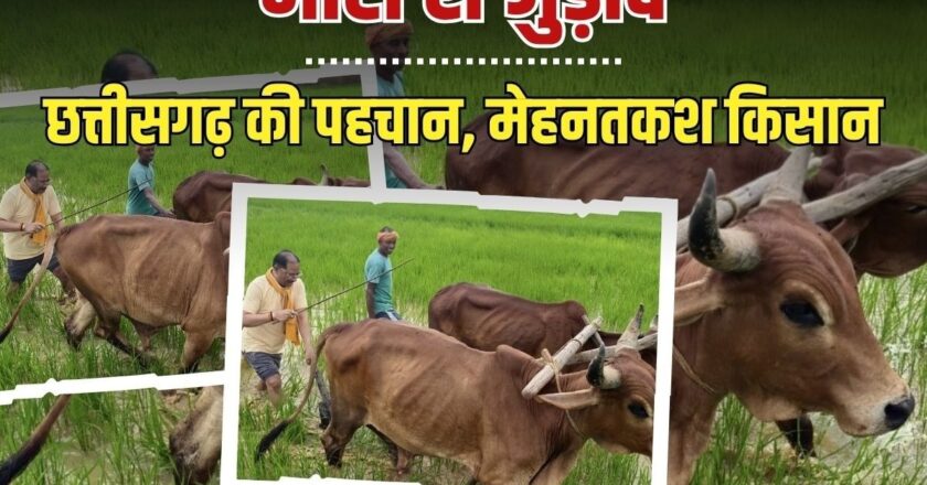 छत्तीसगढ़ के CM साय का ठेठ किसानी अंदाज; हाथ में हल की मूठ, बैलों से खेत की जुताई